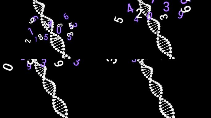黑色背景上dna应变上的浮动数字动画