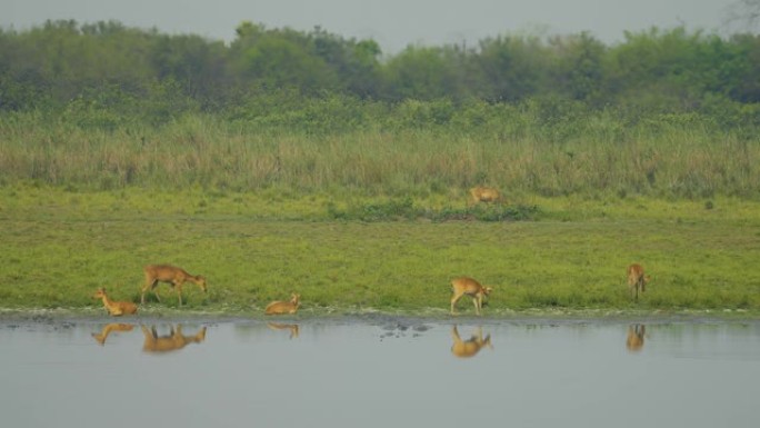 在Kaziranga国家公园的一个水体附近放松的斑点鹿