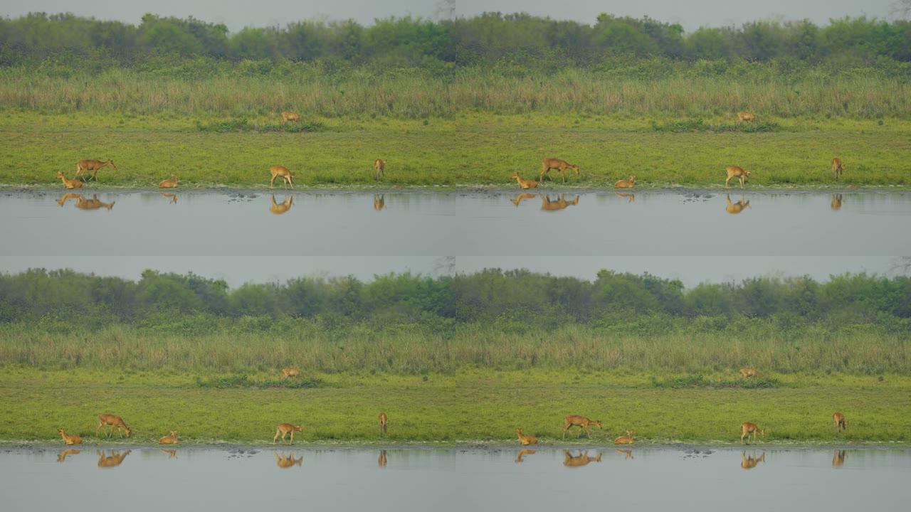 在Kaziranga国家公园的一个水体附近放松的斑点鹿