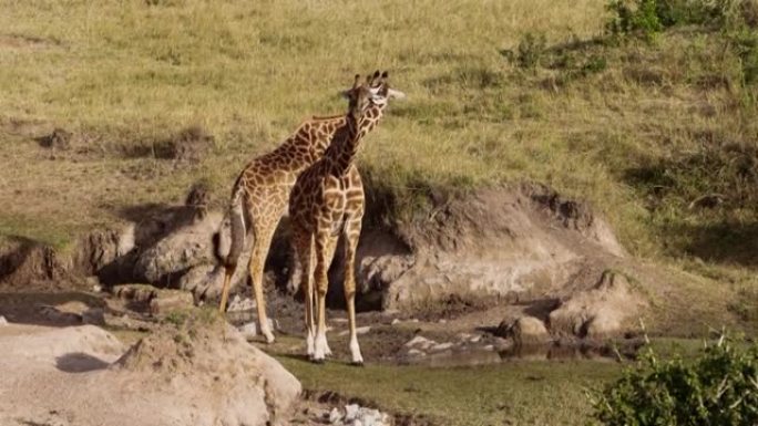 长颈鹿在国家公园放牧和饮酒。