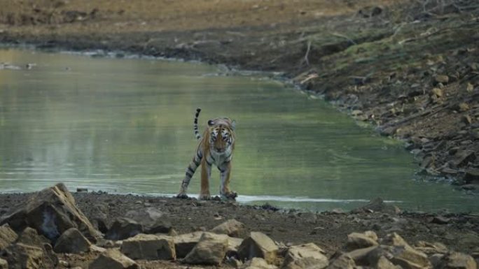 一只美丽的孟加拉虎妞玛雅慢动作地走在塔多巴和哈里老虎保护区的森林里