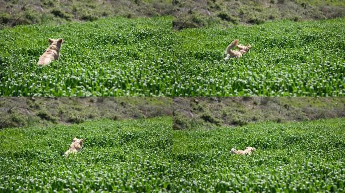 慢动作快乐金毛猎犬在麦田里奔跑