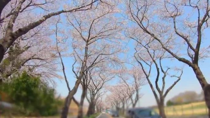盛开的蓝天和樱花树