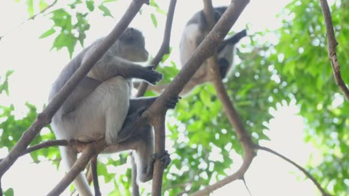 乌黑叶猴或眼镜叶猴，学名为Trachypithecus obscurus留在树枝上吃一些豆子