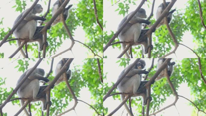 乌黑叶猴或眼镜叶猴，学名为Trachypithecus obscurus留在树枝上吃一些豆子