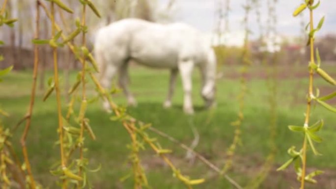 一匹白马在草地上吃绿草。多云晴朗的天空。自然模糊背景，屏幕保护程序