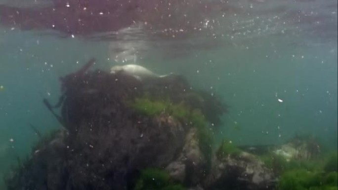 黑斑颜色的海豹Phoca largha在日本泥泞的冷水海中潜入水下，在草的岩石底部和海藻的灌木丛中寻