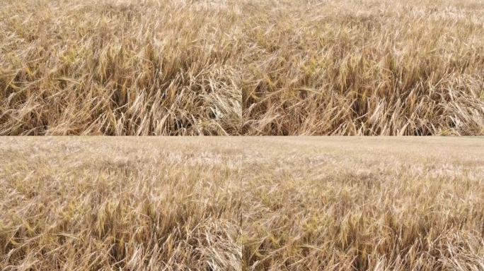 大麦田。美丽的乡村景观。田野上的大麦金穗。丰富的收获概念