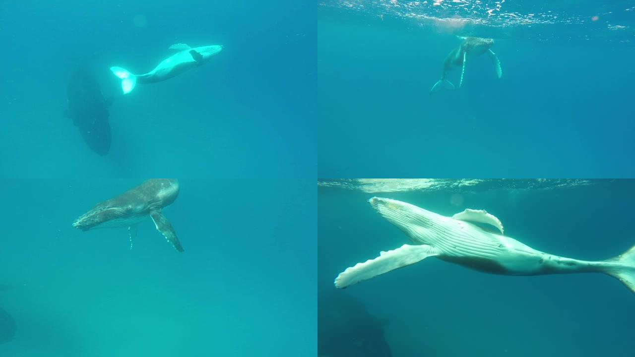 新生座头鲸幼崽在太平洋水下的母亲旁边游泳。