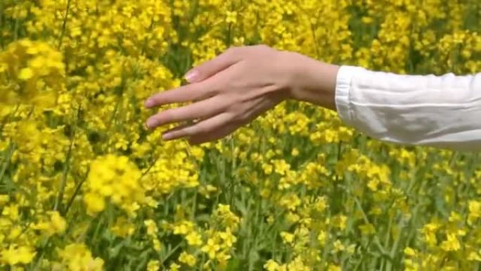 女人的手在田野里触摸油菜花的特写。