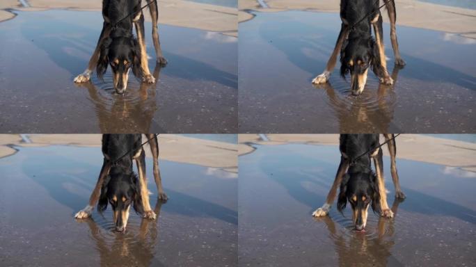 Saluki狗从水坑里喝水