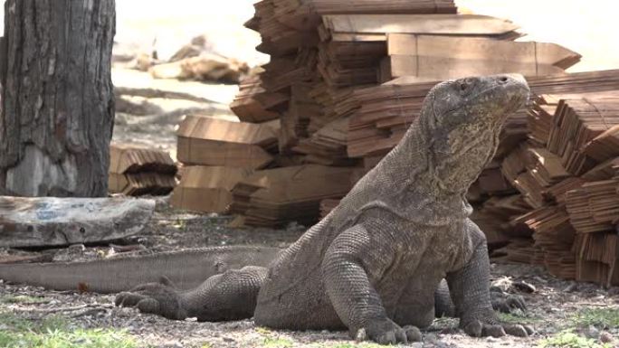 科莫多龙 (Komodo dragon) 是体型最大的蜥蜴。