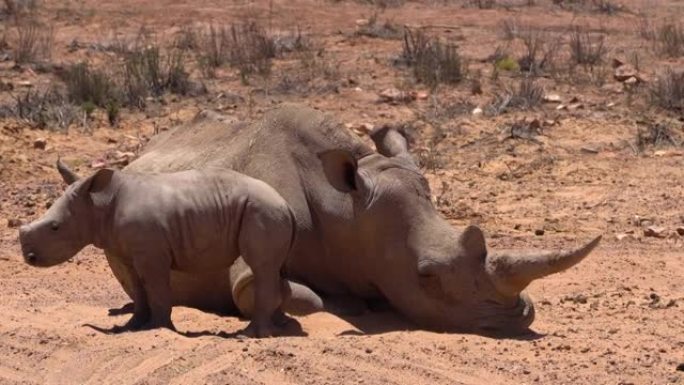 白犀牛新生犀牛小牛站立与母亲在非洲睡觉感到困惑