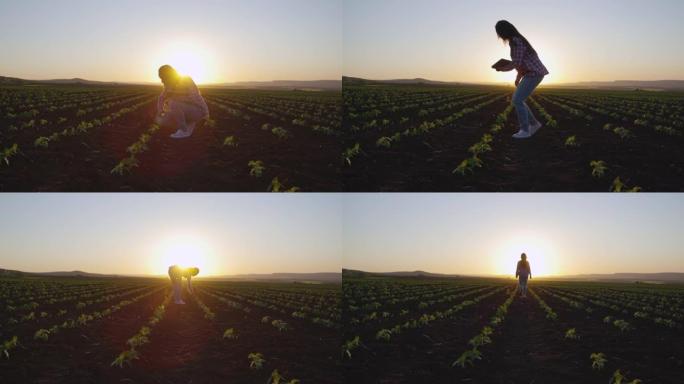 农民在耕种的农田里用平板电脑检查日落时的向日葵幼苗。