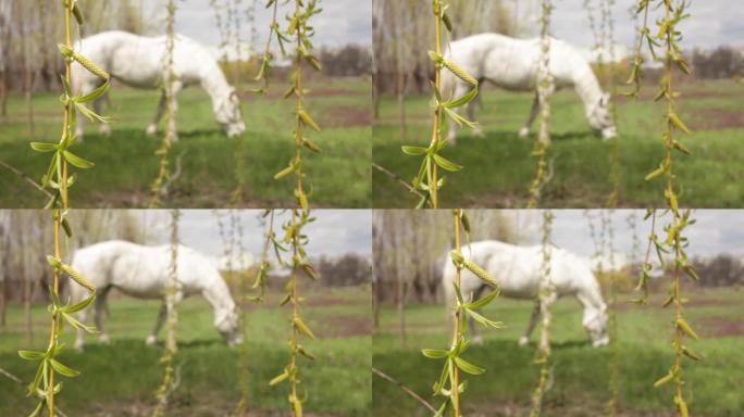 一匹白马在草地上吃绿草。多云晴朗的天空。自然模糊背景，屏幕保护程序，镜头。自然光。晚餐