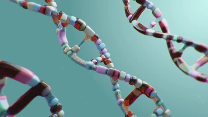 DNA序列。基因排序生命性别