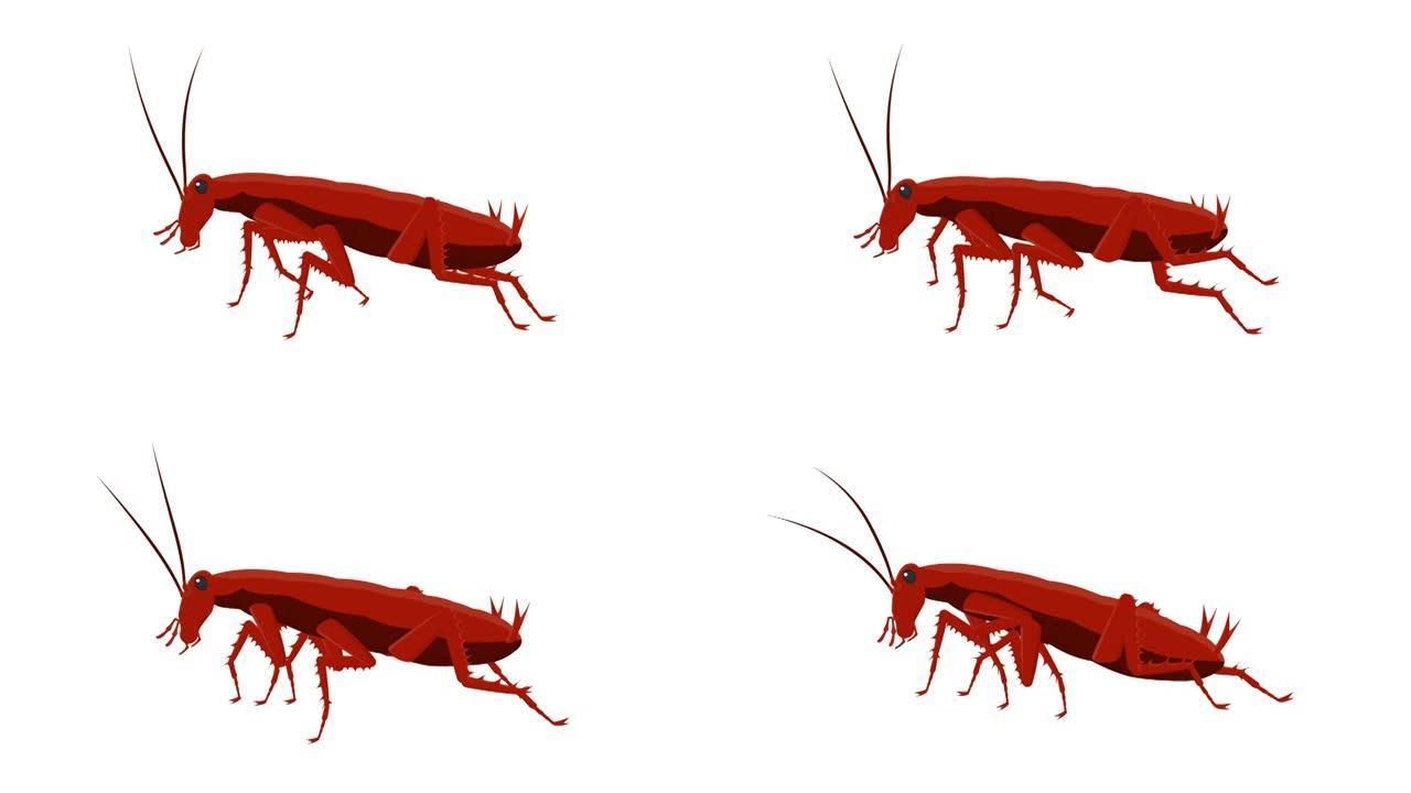 蟑螂。昆虫蟑螂的动画。卡通