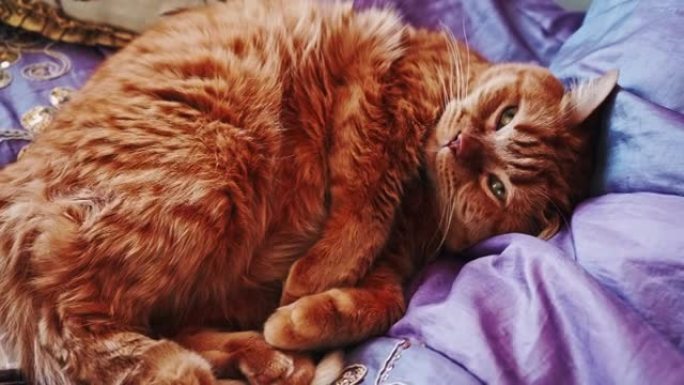 红英国猫躺在米申线圈附近的床上。照顾宠物
