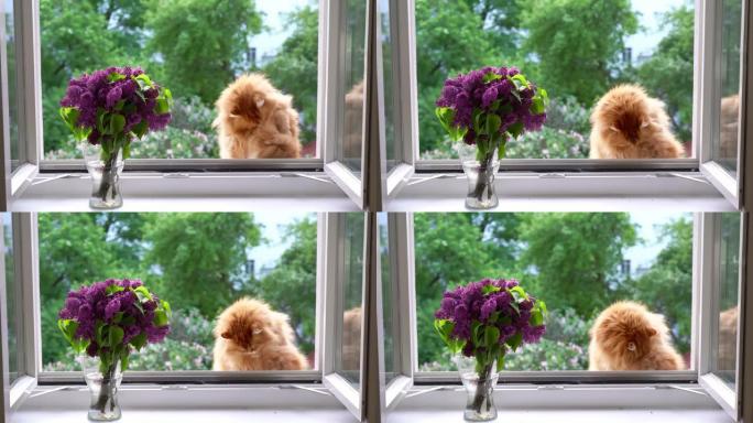 姜猫在夏季坐在敞开的窗户上