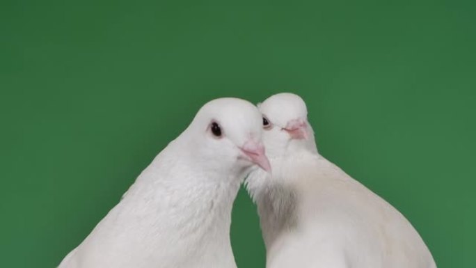 一对有着美丽白色羽毛的鸽子在工作室里用绿屏色度键摆姿势。真正的纯种鸽，孤立的。鸟头靠近。慢动作