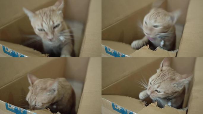 虎斑猫玩纸箱。纸箱撕咬调皮