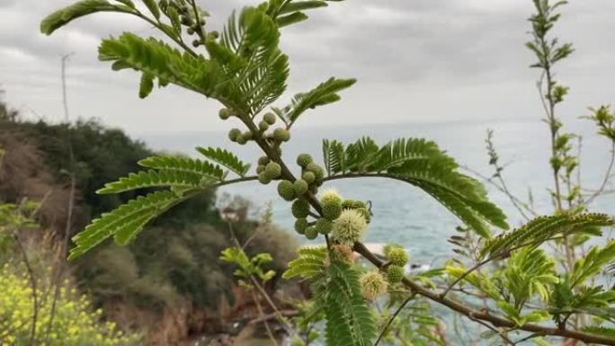 相思树。含羞草树 (相思树，金荆花) 的开花在春天关闭，鲜黄色的花朵，coojong，金色的花环荆花