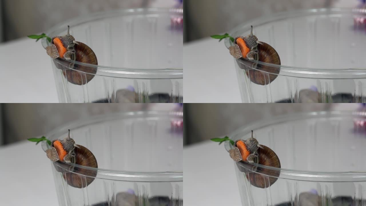 葡萄蜗牛吃胡萝卜。特写镜头。
