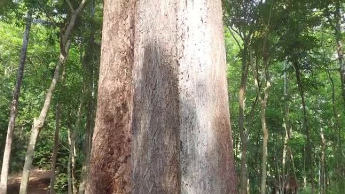 森林中的一棵大老树，印度喀拉拉邦的景色