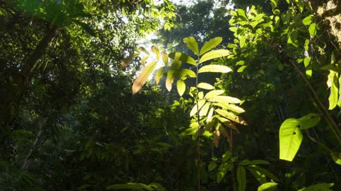 印度尼西亚苏拉威西岛日落时丛林雨林的时光倒流。