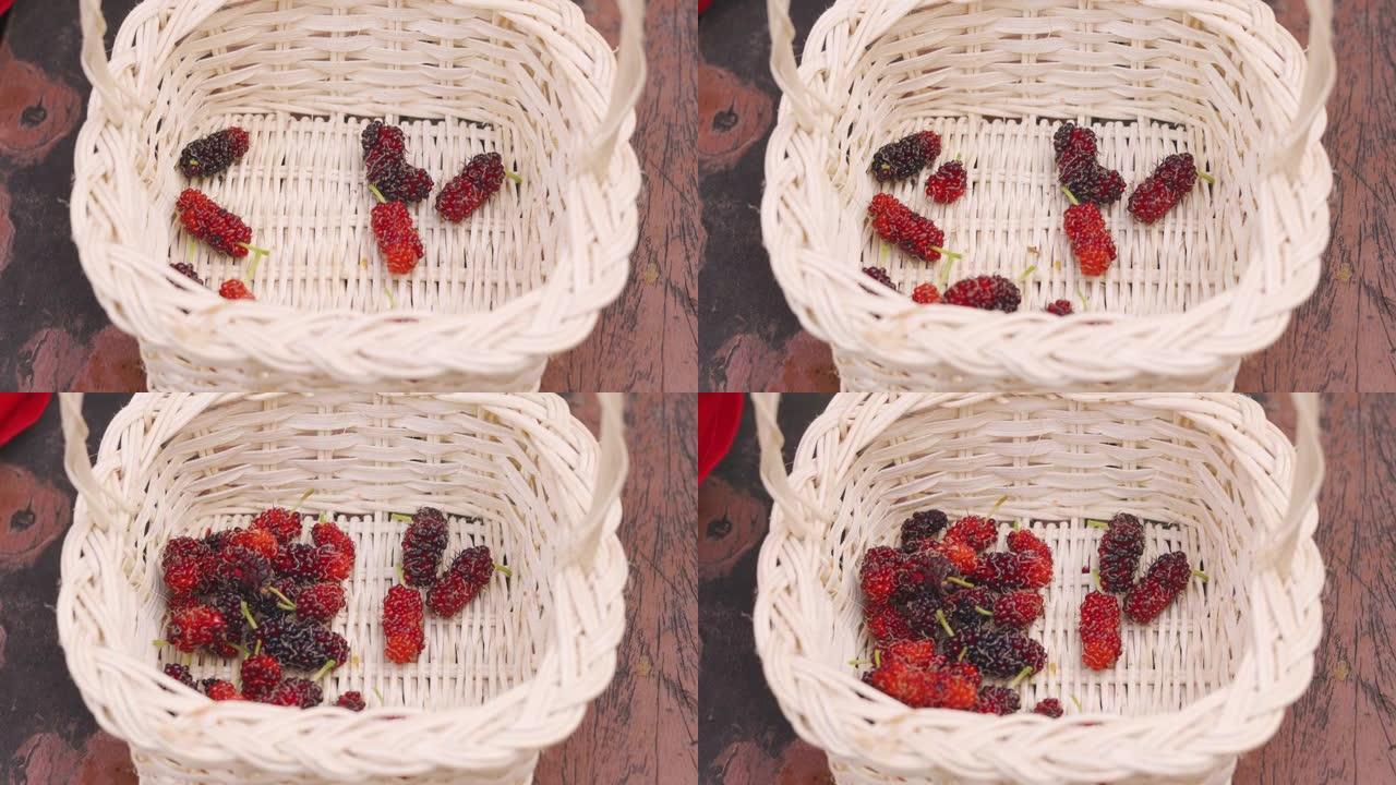 4k儿童手工采摘浆果 (红色桑树) 的特写镜头在房屋花园中种植到篮子中，显示了农村人与自然和有机水果