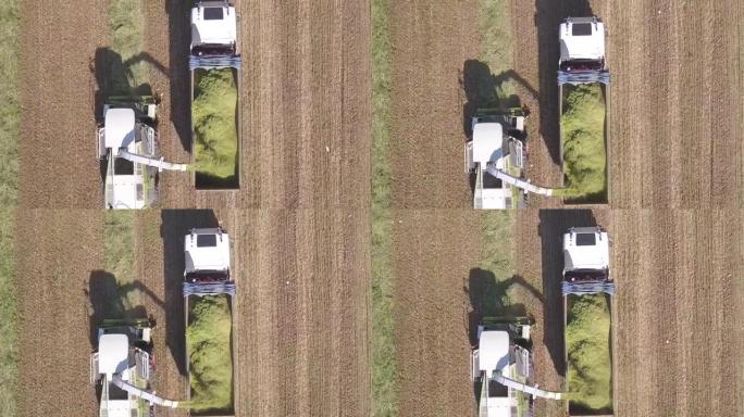 结合采摘和切碎收获的小麦进行青贮，然后卸载到一辆双拖车上，自上而下拍摄一分钟的航拍画面。