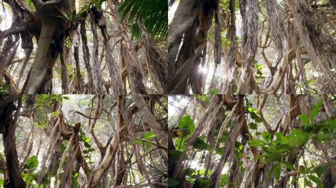 在亚洲热带雨林中漫步在大树和葡萄藤下的4k视频。旅游或旅游视频的完美背景或背景