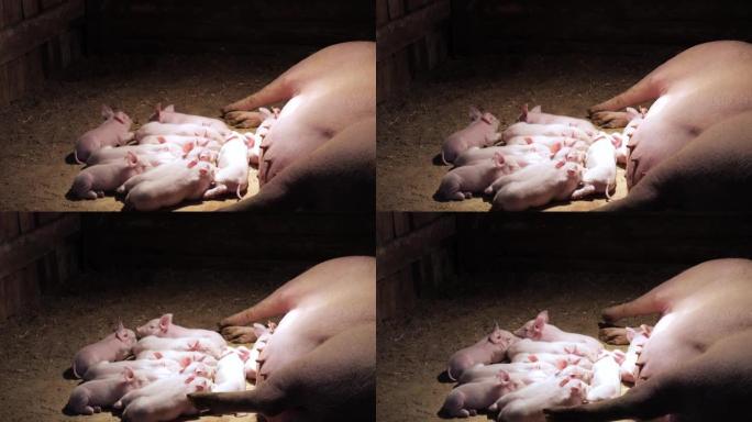 农场里的小猪。小猪在农场的母亲附近睡觉