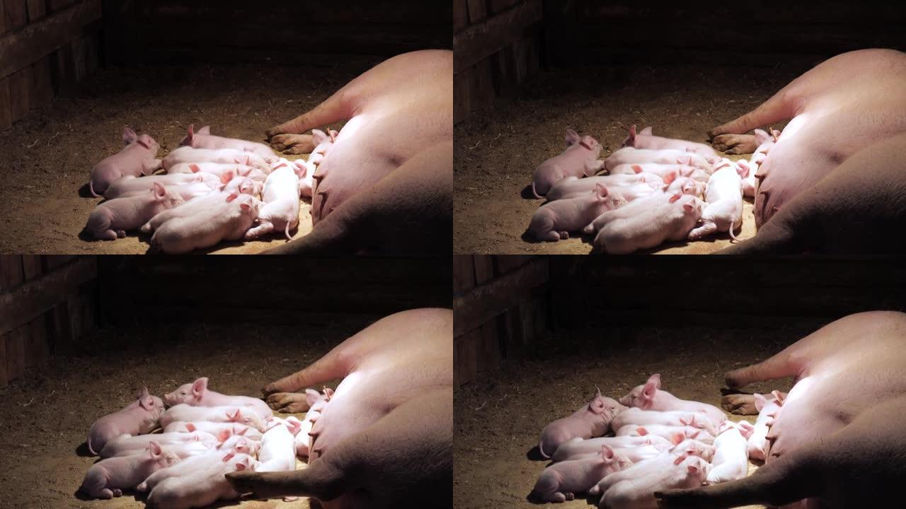 农场里的小猪。小猪在农场的母亲附近睡觉