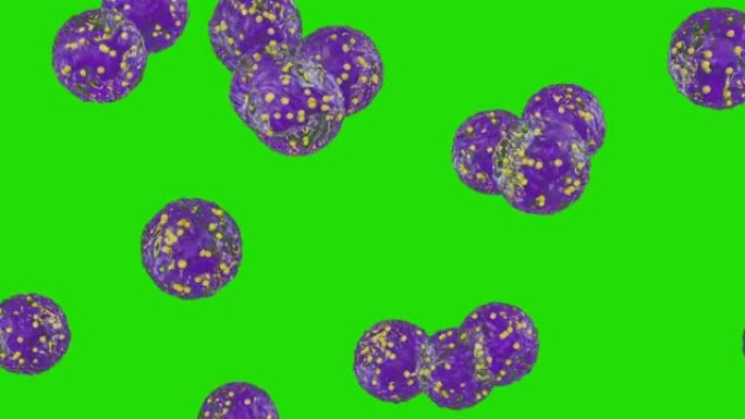 白细胞流动，中性粒细胞，绿屏嗜铬