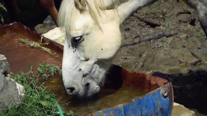 农场里的马从槽里喝水
