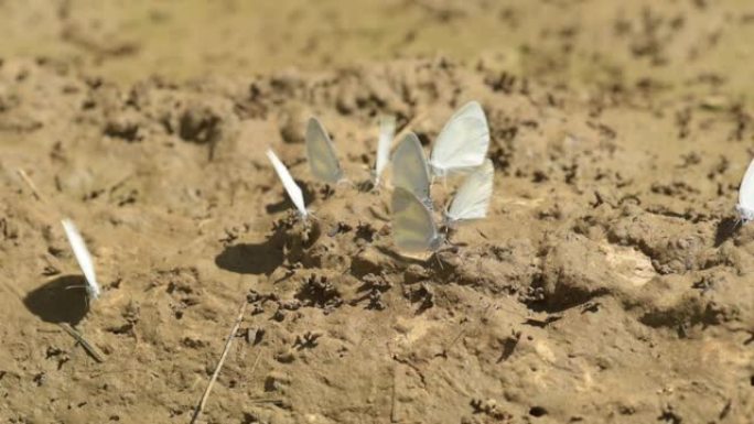 一群蝴蝶以干燥的泥浆中的养分为食，并有一些飞入