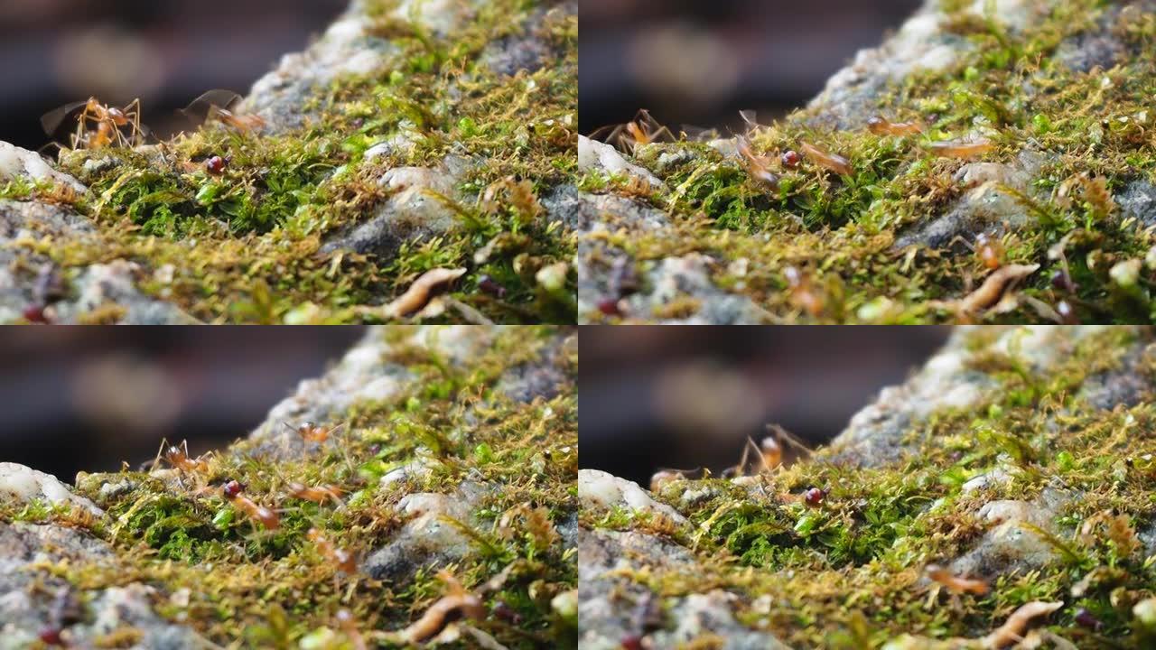 红蚂蚁带着苔藓走在石头上