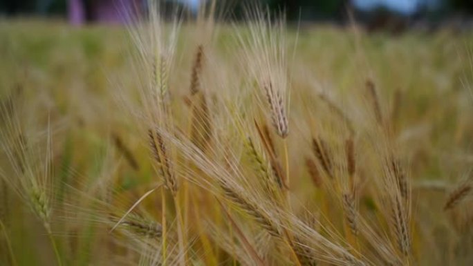 夏季小麦或黑麦作物已准备成熟。美丽的珍珠耳朵在田野中升起，黄色诱人，准备收割。