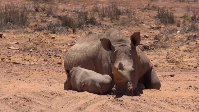 一群白犀牛在非洲一起睡在阳光下
