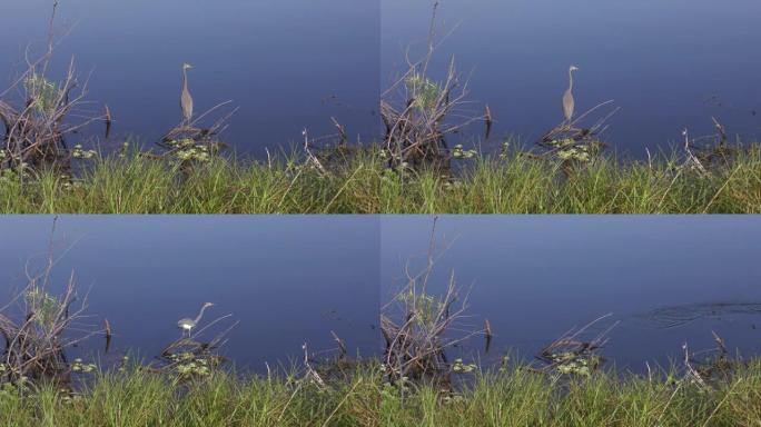 三色苍鹭在湖里钓鱼。