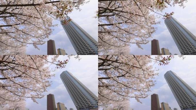 城市盛开的樱花仰视高楼仰拍高楼高楼大厦