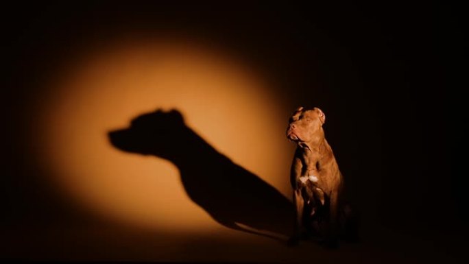 美国斗牛犬在聚光灯下在黑暗的工作室里摆姿势。宠物全高坐着，在墙上投下它的大阴影。慢动作。特写