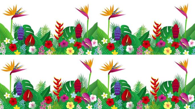 热带花和叶。插图视频