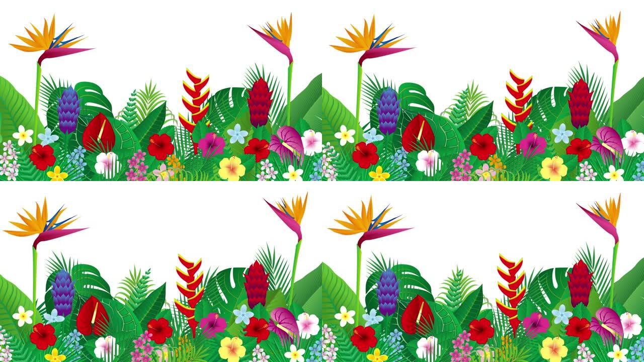 热带花和叶。插图视频