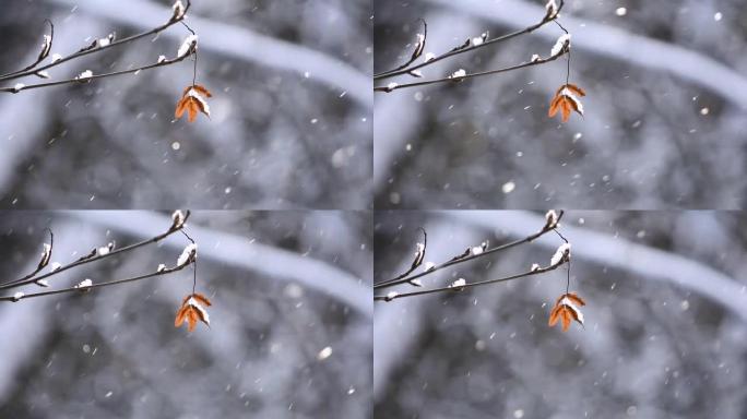 在阳光下以散景的形式看到带有干燥叶子和飞舞的闪闪发光的雪的树枝