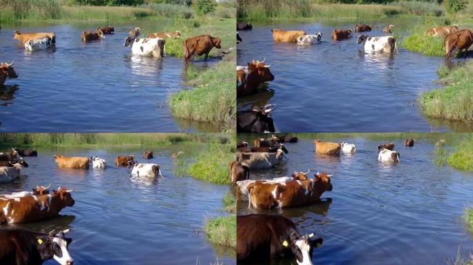 在乌克兰Merla河进行水处理的牛群