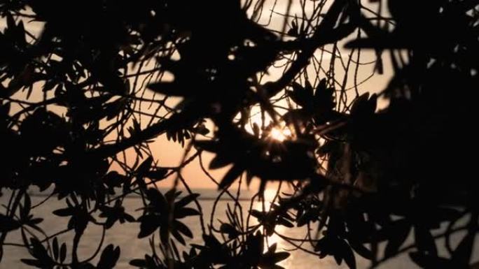 夏季岛屿日落时分，前景中有太阳耀斑和海浪的树的轮廓