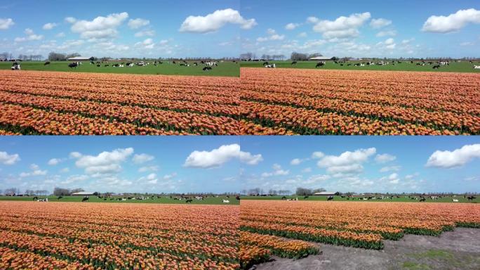 橙色郁金香田地，黑白牛与漂亮的云，空中