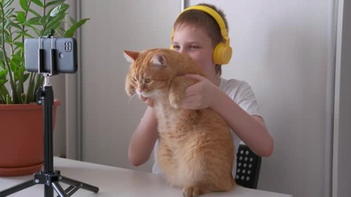 男孩博主向追随者介绍他的宠物红猫。青少年直播，在家中观看智能手机屏幕和手势。